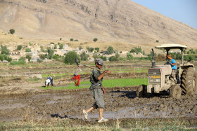 کاشت برنج در بخش سوسن شهرستان ایذه - خوزستان