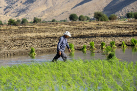 نوع برنج كشت شده در بخش سوسن شهرستان ایذه "چمپا" محلی است.