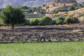 فصل کشت در روستاهای بخش سوسن از اواخر خردادماه آغاز و تا اواسط تیرماه ادامه دارد.