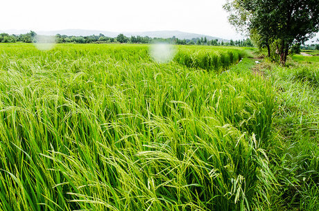خشکه‌کاری برنج در ۲ هزار هکتار از اراضی کارون