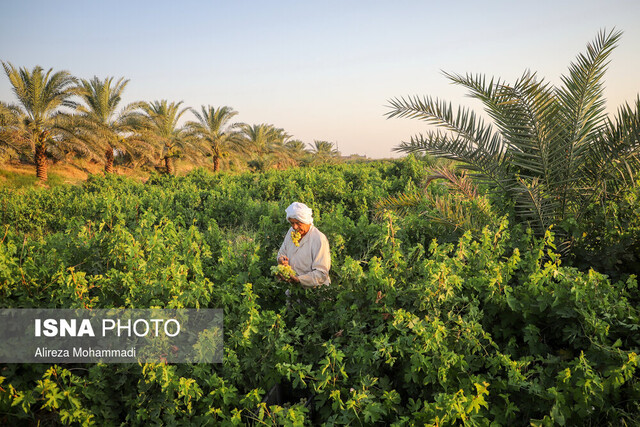 برداشت سالانه بیش از ۱۷ هزار تن انگور از تاکستان‌های خوزستان
