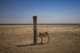 با شیوع کرونا نیز میزان فروش شیر دامها کم شده و دام پروری در این منطقه به خطر افتاده استُ به شکلی که بسیاری از دامدارانی که در تالاب شادگان زندگی می کنند، برای امرار معاش خود، اقدام به فروش دامها کردهاند.