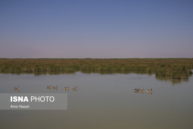 درگیری شکارچی متخلف با محیط‌بانان تالاب «میانگران»
