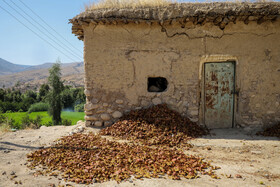 برداشت انار در روستای "ده حوض" ایذه-خوزستان