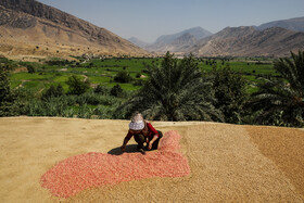 برداشت انار در روستای "ده حوض" ایذه-خوزستان