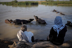 به گفته اهالی روستای "حمزه" دام‌های آنها به دلیل استفاده از آب شاوور دچار بیماری‌های زیادی شده‌اند.