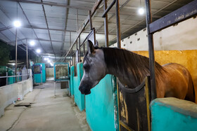 زادگاه اسب اصیل عرب، خوزستان است اما طی چند سال اخیر باشگاه های سوارکاری و مالکان اسب ها با مشکلاتی مواجه شده اند. 