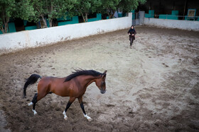 مشکلات پرورش و نگهداری اسب عرب در خوزستان