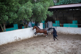زادگاه اسب اصیل عرب، خوزستان است اما طی چند سال اخیر باشگاه های سوارکاری و مالکان اسب ها با مشکلاتی مواجه شده اند. 