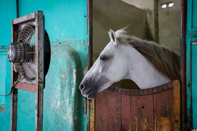 از بزرگترین مشکلات صنعت اسب در استان آب و هوای خوزستان است. به دلیل آب و هوای گرم خوزستان در کمتر فصلی می‌توان مسابقات برگزار کرد و کم بودن رقابت‌ها نیز باعث شده که قیمت اسب خوزستان برای فروش به حد نصاب نرسد.