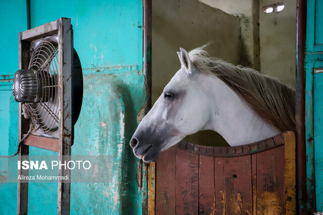 فصل بی‌رونقی صنعت اسب در خوزستان