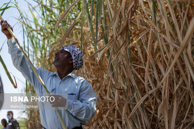 عکس از آرشیو مقایسه نیشکر "دهخدا" با "هفتتپه"، اصلا درست نیست