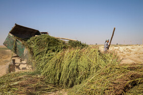 بوته سبز دانه روغنی کنجد پس از برداشت به محلی مناسب برای انجام مراحل بعدی منتقل می شود.
