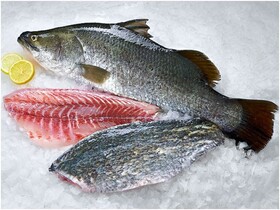 ماهی "سی باس" به جامعه مصرف‌کننده معرفی می‌شود
