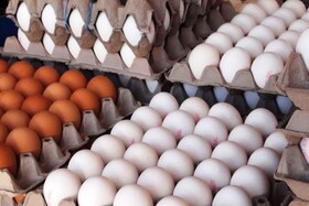 ممنوعیت فروش تخم‌مرغ "فله‌ای" فعلا منتفی است
