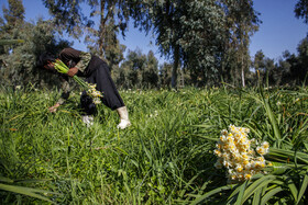 برداشت گل نرگس - بهبهان‎