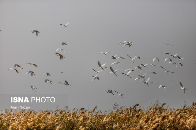 تخریب کومه‌های شکار پرندگان مهاجر در تالاب بامدژ 