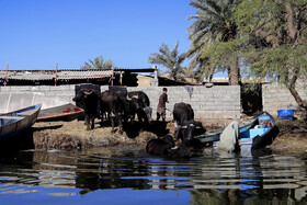 مردم روستاهای شادگان معیشت خود را از طریق صیادی و دامداری در کنار این تالاب می‌گذرانند.
