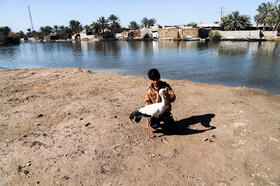 تالاب شادگان به دلیل هوای معتدل در فصل زمستان محل زیست بیش از ۱۱۰ گونه گیاهی، ۱۷۴ گونه پرنده بومی و مهاجر شامل گیلانشاه و اردک مرمری، ۳۶ گونه پستاندار، سه گونه دوزیست و ۹ گونه خزنده است.