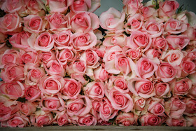 برداشت گل رز در دزفول