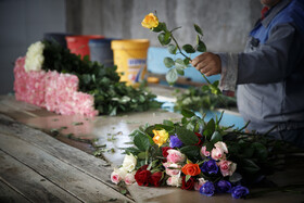 برداشت گل رز در دزفول