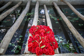 برداشت گل رز در دزفول