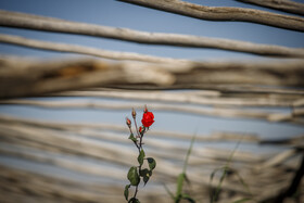 برداشت گل رز در دزفول