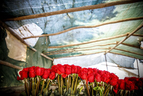 برداشت گل رز در دزفول