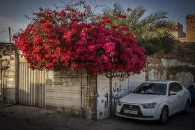 اهواز، شهر گل‌های کاغذی