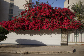 اهواز، شهر گل‌های کاغذی