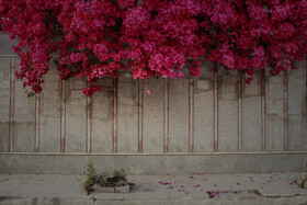 اهواز، شهر گل‌های کاغذی