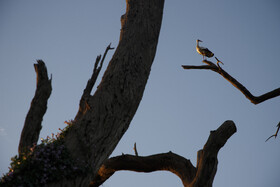 باغ لک لک‌های دزفول