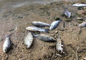 دلیل تلف شدن بیش از یک هزار ماهی در حاشیه رودخانه دز چیست؟