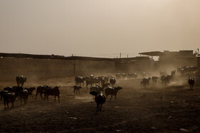 روستای «پیچ سید جابر» در شهرستان حمیدیه واقع شده‌ است و شغل اصلی ساکنان این روستا دامداری و پرورش گاومیش است و بیش از ۴ هزار راس گاومیش در این روستا وجود دارد. 