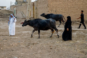 روستای «پیچ سید جابر» در شهرستان حمیدیه واقع شده‌ است و شغل اصلی ساکنان این روستا دامداری و پرورش گاومیش است و بیش از ۴ هزار راس گاومیش در این روستا وجود دارد. 