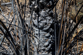 سوختن بیش از ۲۲۰۰ نخل در نخلستان‌های اروندکنار