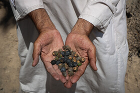 سوختن بیش از ۲۲۰۰ نخل در نخلستان‌های اروندکنار