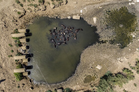 ۱۸ تیر ۱۴۰۰ – گاومیش‌ها در باقی‌مانده بخشی از آب تالاب هورالعظیم. وضعیت آبگیری تالاب هورالعظیم بحرانی است و در این تاریخ میزان آبگیری آن ۶۰.۱۸ درصد برآورد شده است