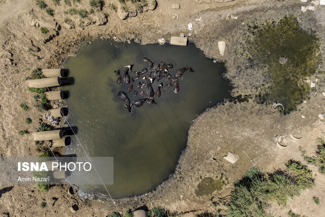 آبتنی گاومیشها در برکههای آلوده و خشکیده هورالعظیم تالابی در پرتگاه؛ حال ناخوش هورالعظیم...