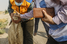 مبارزه و رصد بیماری دامها در مناطق درگیر تنش آبی خوزستان