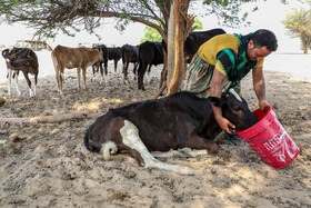 خشکسالی و تنش آبی در ماههای اخیر مشکلات زیادی را برای دامداران این منطقه ایجاد کرد و باعث تلف شدن چند راس دام شده است.