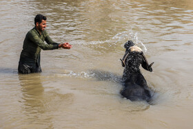 شهرستان دشت آزادگان با مرکزیت شهر سوسنگرد در غرب خوزستان واقع است که رودخانه کرخه از میان این شهرستان عبور می کند، در پی کم آبی رودخانه کرخه و برای تامین آب مورد نیاز دامداران و کشاورزان در چند روز گذشته از سد کرخه آب رهاسازی شد.
