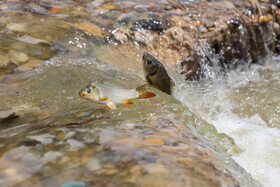 بخشهایی از تالاب هورالعظیم پس از رهاسازی آب از سد کرخه