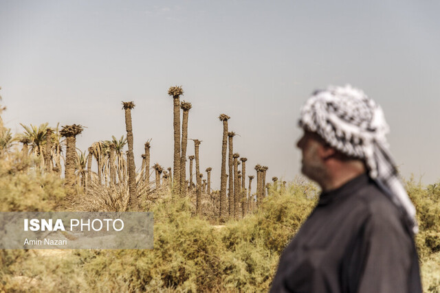 خسارات خشکسالی به نخیلات خوزستان به‌زودی پرداخت می‌شود