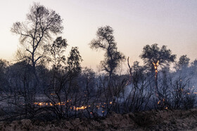 آتش سوزی در جنگل‌های کرخه و سایت گوزن زرد ایرانی