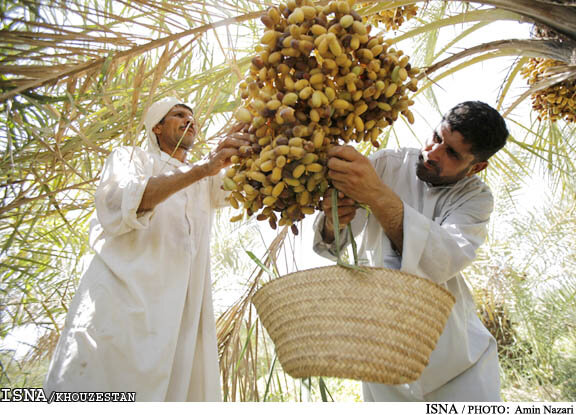 تعیین ۱۵ مرکز خرید توافقی و حمایتی خرمای نخلداران خوزستانی