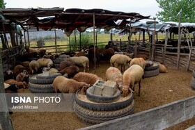 احتمال شیوع بیماری‌های مشترک در مناطق زلزله‌زده خوزستان / اعزام اکیپ‌های واکنش سریع دامپزشکی 