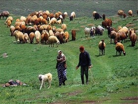 اجرای طرح خرید تضمینی دام مازاد عشایر خوزستان