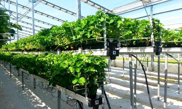 عکس تزئینی است. فعالیت محققان دانشگاه صنعتی بهبهان در حوزه ایروپونیک