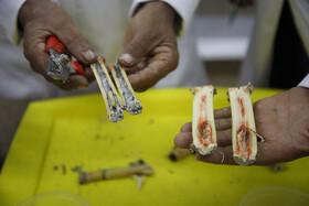 درخوزستان دو گونه آفات Sesamia certica و S.nonagrioides عمده ساقه خواران نيشكر هستند كه در اثر تغذيه لارو آنها از ساقه‌های جوان باعث مرگ جوانه انتهايی و همچنين باعث كاهش كمی و كيفی محصول در طی داشت تا برداشت ساقه های قابل آسياب می‌گردد و راندمان محصول را کاهش می‌دهند.